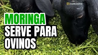 Moringa para ovinos [upl. by Nyvlem]