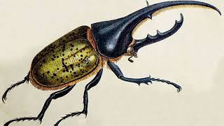 Facts About Hercules Beetle [upl. by Akciret270]