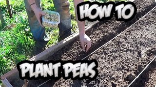 How To Plant Peas From Seed  Organic  Tonis Organic Vegetable Garden [upl. by Nnylidnarb]