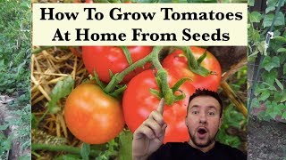 🍅 How To Grow Tomatoes From Seed Indoors  Easy Step By Step Guide [upl. by Gautious552]