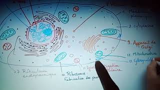 Biologie cellulaire l1 chapitre 1 [upl. by Alexandros]