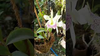 cattleya in bloom  Blc Hawaiian Stars [upl. by Etnuahc240]