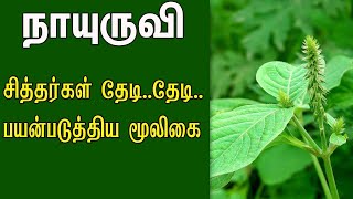 Nayuruvi Benefits in Tamil நாயுருவி மருத்துவ பயன்கள்  Achyranthes Aspera Herb Uses Benefits cure [upl. by Krueger919]