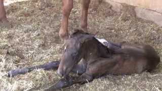 A Spanish mare foaling at Susaeta stud in Madrid  SpainParto de yegua española [upl. by Eisej]