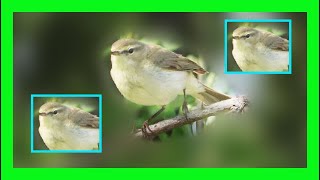 ChiffChaff Song ChiffChaff Call ChiffChaff Voice  Mosquitero Común Canto Phylloscopus Collybita [upl. by Schacker]