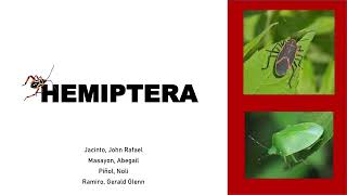 VET PARA 1  True Bugs Order Hemiptera Version 2  Chapter 73 Student Output [upl. by Walt]