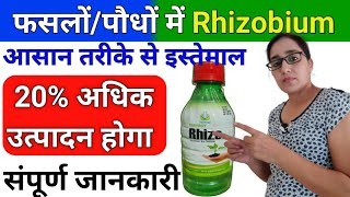 Rhizo  Rhizobium bio fertilizer  rhizobium liquid biofertilizer azotobacter biofertilizer uses [upl. by Ximenes218]