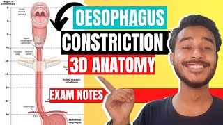 oesophagus anatomy 3d  constriction of oesophagus  esophageal constriction anatomy [upl. by Guildroy]