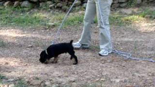 Jagdterrier pup at school [upl. by Casi]