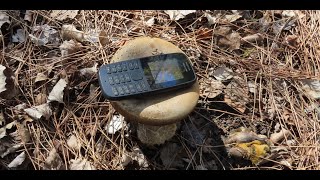 Suillus bellinii the Champagne bolete Greece by Theo [upl. by Hertzog]