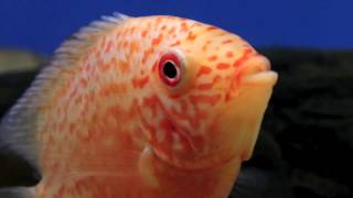 Heros severum red spotted [upl. by Anniken]