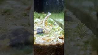 Deadly Micro Predator Strikes Again Freshwater Pipefish [upl. by Marlette]