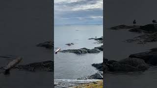 “Mindful Moments with Seagulls at Cattle Point Victoria BCNature’s Pause by the Oceanvictoriabc “ [upl. by Arikal]