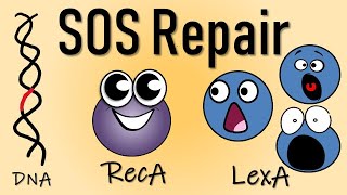 SOS repair of DNA II DNA repair [upl. by Nerissa]