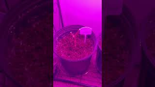 Winterized pepper plant update 🤗😮 gardentips garden gardening homesteading plants [upl. by Rephotsirhc]