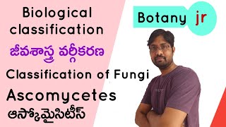 Ascomycetes  Biological classification  Fungi  ఆస్కోమైసిటీస్ [upl. by Iva]