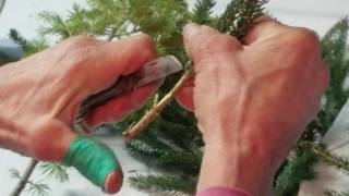 Conifer Grafting [upl. by Donata]