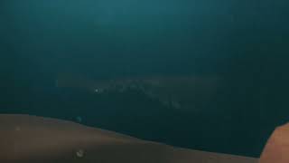 🌊 Thalassophobia Animation 🌊 Beyond the reef [upl. by Jaquenetta893]