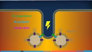 Istologia 40  Muscolare striato scheletrico [upl. by Siegler]