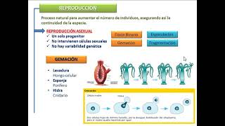 SER VIVO Cotamania [upl. by Aislehc]