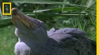 Shoebill Stork vs Lungfish  National Geographic [upl. by Egas118]