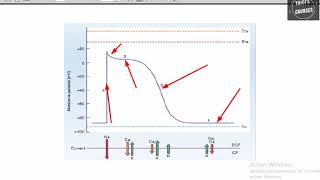 Electrophysiologie cardiaque 1 [upl. by Penhall761]