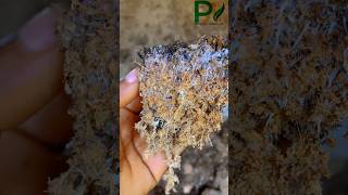 Mycelium network mycelium mushroom sterilization amazing [upl. by Notlem]