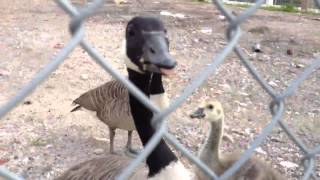 Nasty hissing goose [upl. by Adev]