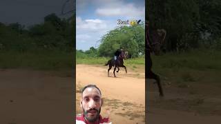 horseracing horseriders kathiy shortvideo kathiyawadihorse horse horesdance horseenthusiast [upl. by Anastatius]