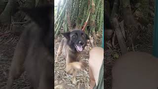 My Belgian shepherd dog Hershey [upl. by Ime238]