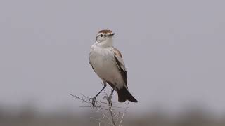 Aves silvestres de Mendoza [upl. by Audrie221]