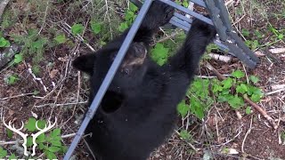 TOP 21 BEAR KILL SHOTS [upl. by Kina]