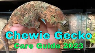 Chahoua Gecko Care Guide 2023 [upl. by Bianka]