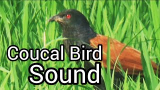 Coucal Bird Sound and walking my Paddy Fieldमहोक पक्षी की आवाज Bird Sounds [upl. by Alvira]