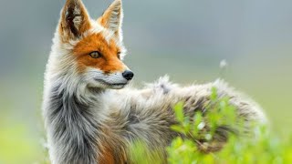 fox sounds fox sounds real  fox sounds at night  fox sounds howling [upl. by Esilehc293]