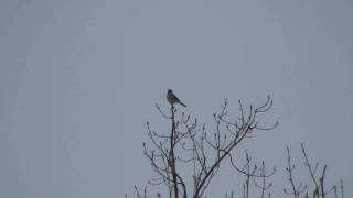 Northern Shrike Laniidae Lanius excubitor Hunting Behavior [upl. by Zarihs]