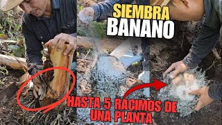 LOGRA HASTA 5 RACIMOS 🍌 CON UNA SOLA PLANTA DE BANANO 🌱 Descubre el método de SIEMBRA [upl. by Ynnub]