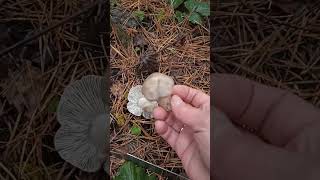 Рядовка землистаяTricholoma terreum  съедобный вкусный гриб 161124 Подмосковье [upl. by Laktasic978]