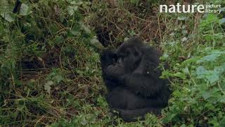 Eastern mountain gorilla female sitting on day bed and grooming Democratic Republic of Congo [upl. by Beatrice]