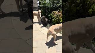 2 Doberman vs 1 Pitbull [upl. by Annaxor]