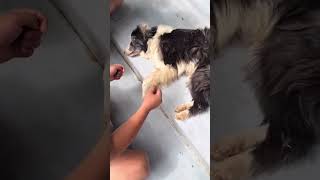 Saving abandoned dog left by former owner on the street❤️ [upl. by Haas]