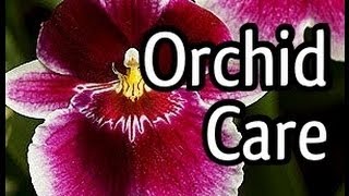 Miltoniopsis Orchid Care and how to bloom your Orchid Tips for Orchid watering and lighting too [upl. by Luelle238]