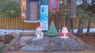 Busy Flock Of Pine Siskins Populate The Feeder Platform In Ontario – Dec 15 2023 [upl. by Olimac]