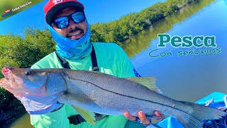 Excelente pesca de PARGOS Y ROBALOS en manglares  INICIANDO TEMPORADA [upl. by Carilla]