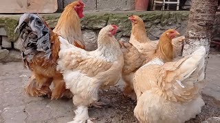 Brahma chicken  Brahma chicken farm  Brahma chicken breed  lemon pyle brahma [upl. by Enomas933]