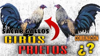 COMBINACIÓN para SACAR Gallos GIROS PRIETOS  Gallos Finos🐓 [upl. by Yaya381]