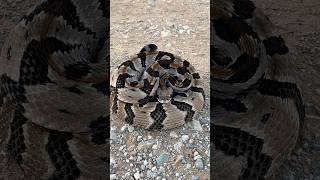 TIMBER RATTLESNAKE in Oklahoma rattlesnake snake reptile herping wildlife nature venomous [upl. by Blase]