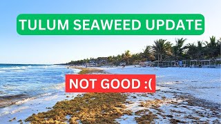 TULUM Seaweed Update  HOTEL ZONE  MARCH 30 2024 seaweed sargassum tulum caribbean sargazo [upl. by Ahtela]