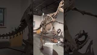 Utahraptor The Ultimate Raptor paleontology dinosaur [upl. by Sewellyn]