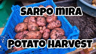 Sarpo Mira Potato Harvest Blight Resistance Potato [upl. by Nylime]